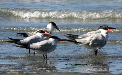 Caspian Terns
